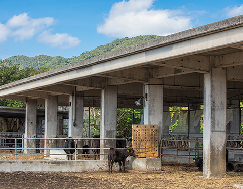 石垣島の牛舎