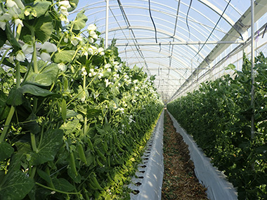 「スティックサラダ」とは、JA豊橋で生産されている、スナップエンドウのこと！