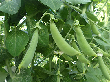 １本１本が、厚みがあり、実際に持ってみると、手にしっくり収まるスティック感が・・！！