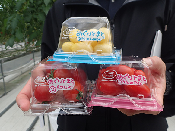 「めぐりとまと」！生産者の伊藤さんにお話伺いました！