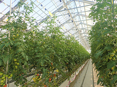 ハウスの中に入ると、目の前に一面のトマトが目に飛び込んできました！