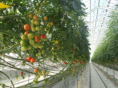 下に土を敷かない養液栽培で、上に上にトマトが伸びていて、迫力満点！