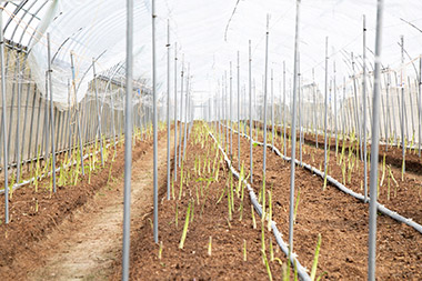 川瀬さんが食べたのはなんと、収穫したての生のアスパラガス！