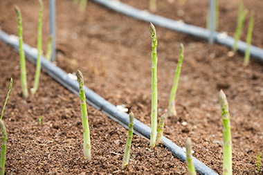 「夏の（アスパラ）も食べて欲しいけど、正直春の方がおいしいです（笑）」と、西川さん・・！