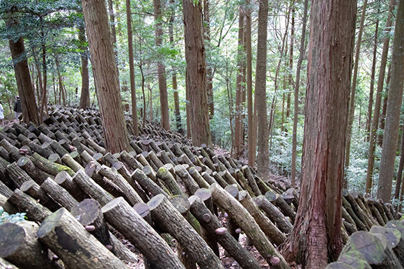 ホダ木と呼ばれる、シイタケを栽培する専用の木が一面に広がる圧巻の光景・・！
