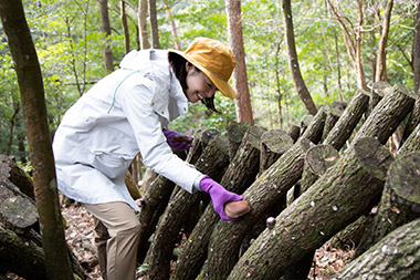 なんと、このホダ木の切断・作製、菌の注入、手入れ、収穫、全てを奥さんと二人でこなしています！