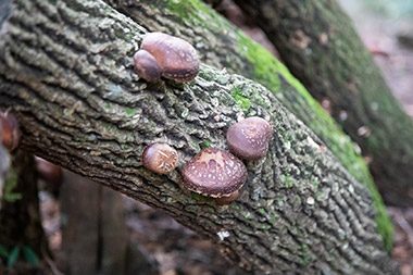 収穫したシイタケは、専用の機械で乾燥させ、「乾しシイタケ」になります。