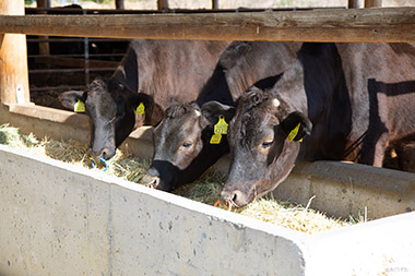 訪れて何よりもビックリしたのは、牛舎内の静かなこと。
