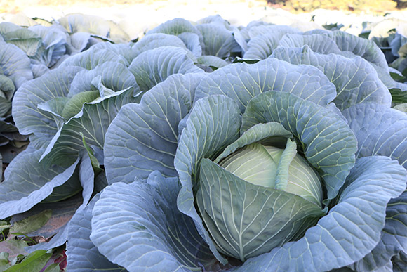 若松潮風キャベツ