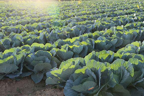 実は、若松潮風キャベツが「市場からの信頼」を得ている大きな理由が、もう一つあります。