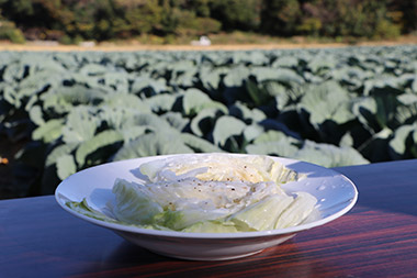 そして今回、地元JAの方が、キャベツ料理を畑の前で振る舞ってくれました～