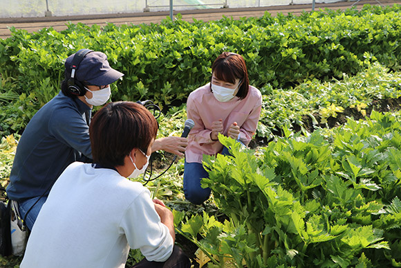 次に向かったのは、みやま市瀬高町のセロリ農場です。