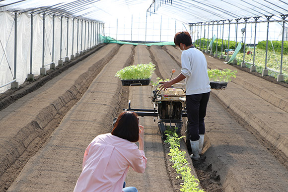 「セロリは、今が食べてみるチャンスかも」
