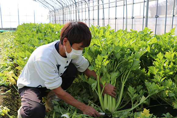 そんな坂田さんが、自慢のセロリを私たちの前で刈り取って下さいました。
