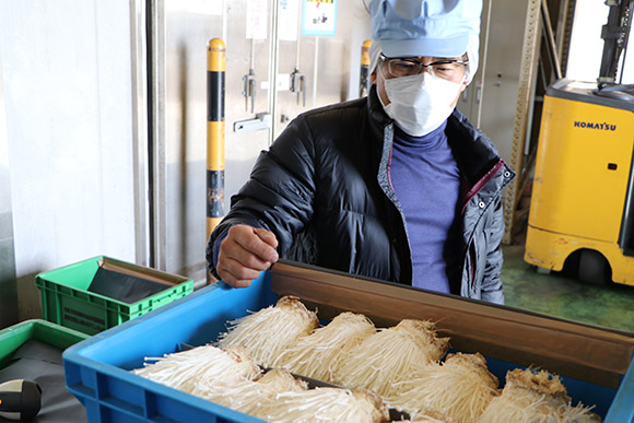 エノキの品種「大木白雪919」