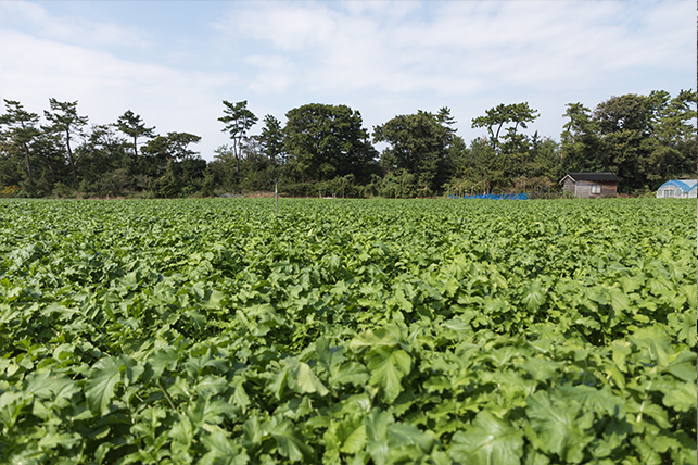生産者さんの畑