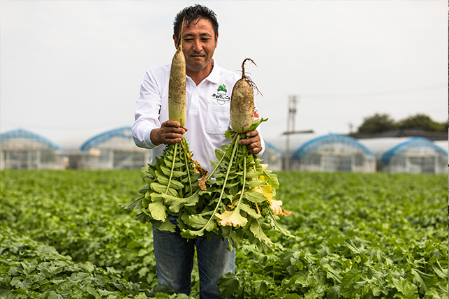 ※左・青首大根　右：源助だいこん
