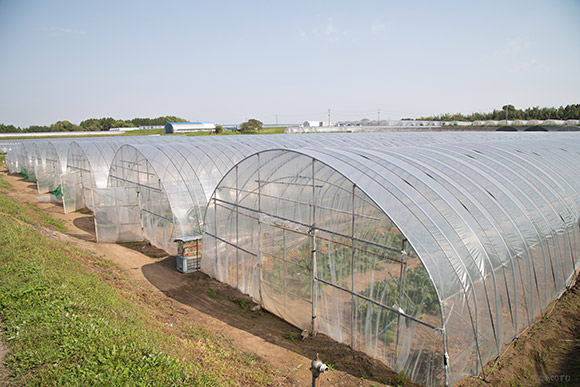 見渡す限りビニールハウス。