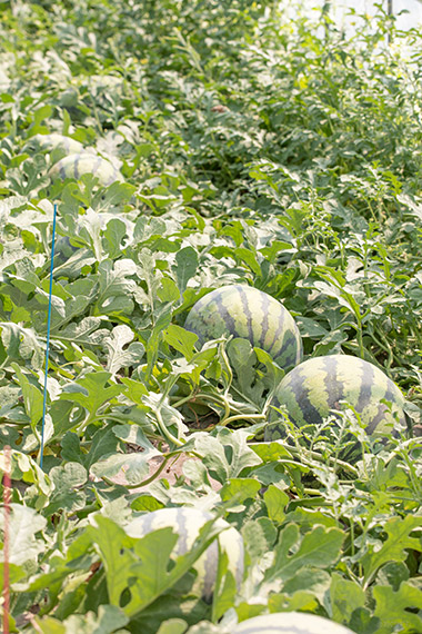 さすが熊本。スイカの生産量、日本イチ！