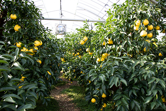 ハウスに入ると、一面、日向夏の木が！「まるでファンタジーの世界に入ったみたい～」と大興奮！