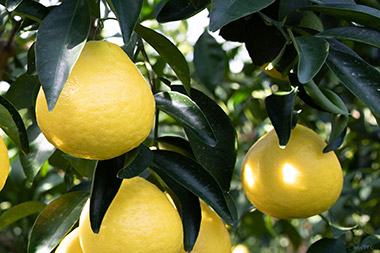 形はまんまるではなく、少し楕円形で、とても鮮やかな黄色に実っていました。