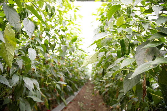 そんな古墳の町では、「グリーンザウルス」という、ある野菜を生産しているとのこと！ハウスに向かってみると・・！