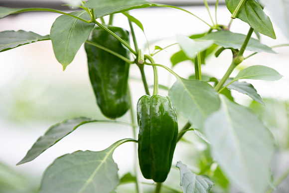  「グリーンザウルス」の正体は宮崎県産の「冬春ピーマン」！