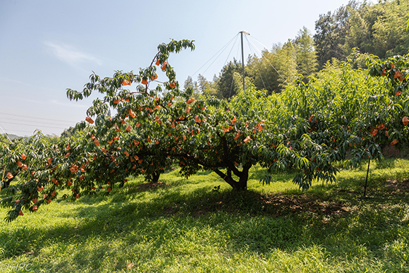 パート１は、岡山を代表する果物、「桃」です。