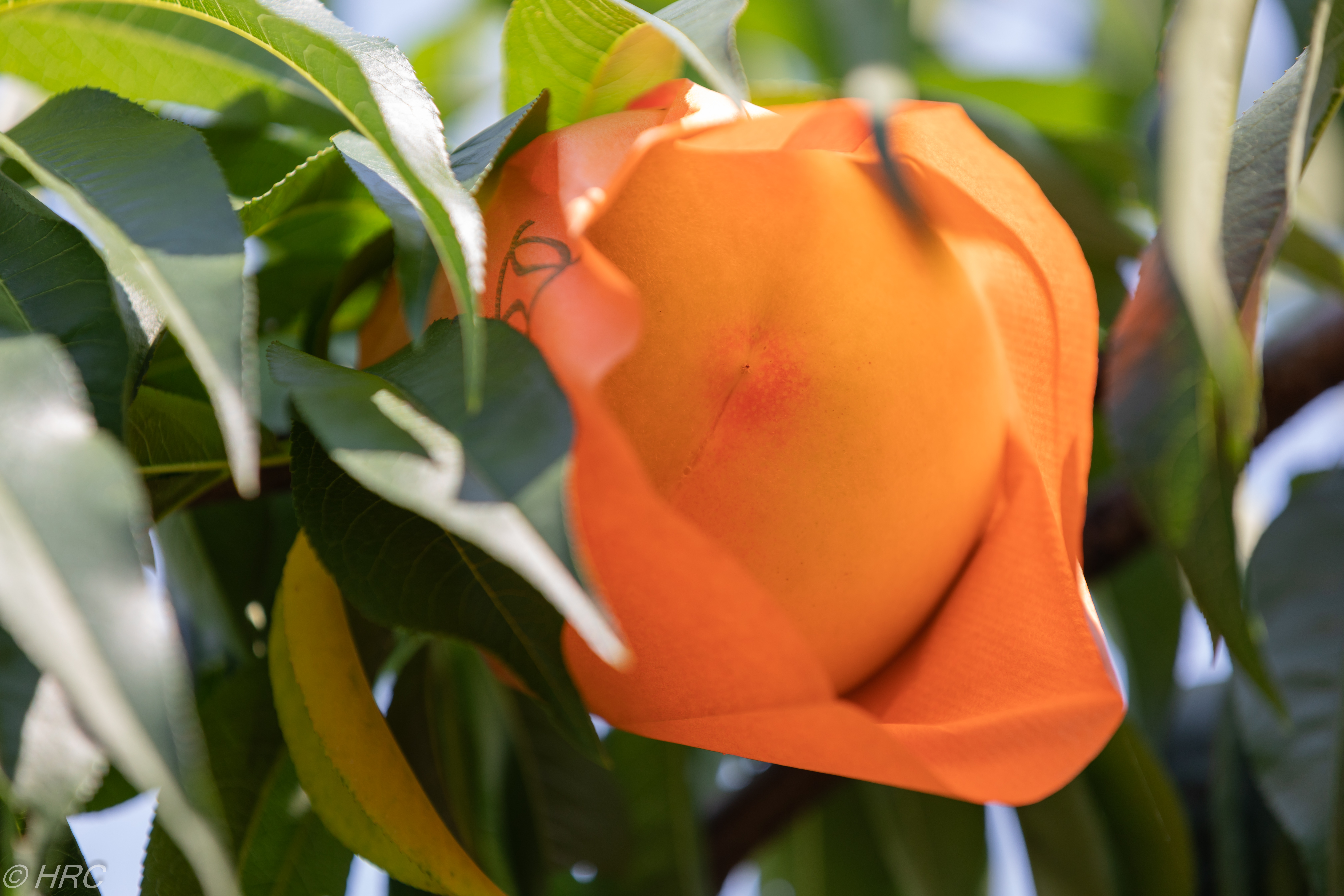 他県の赤い桃との差別化を図っている岡山。