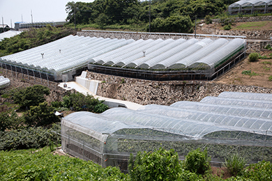 低い山の傾斜地に石垣が組んであり、そこに何棟ものハウスが並んでいる風景が印象的です。