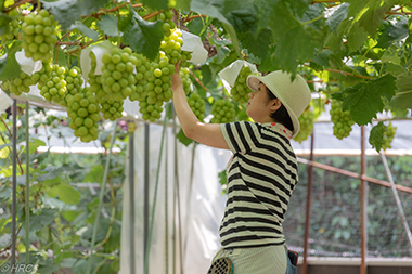 ブドウ農園を訪ねました。