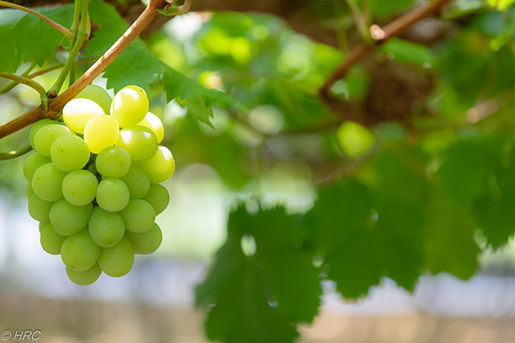 大粒で黄緑色の美しいブドウがたわわに実っていました。
