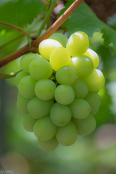 いつか自分でもワインを作りたい、とこの地で就農。