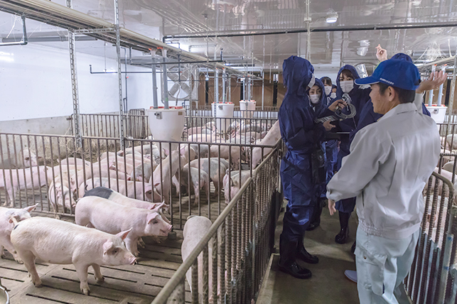 アグー豚の豚舎