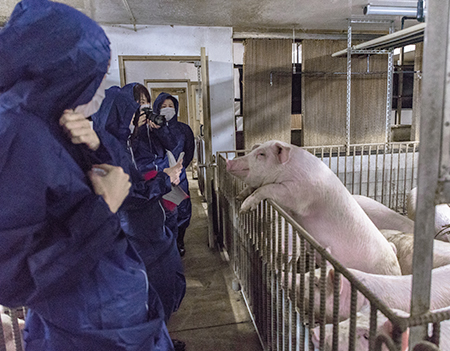 こちらに近寄ってきてくれる豚