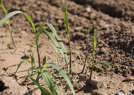 サトウキビの“節”