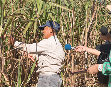 サトウキビを刈りとる次呂久さん