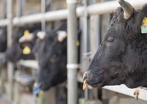 穏やかな優しい表情の牛