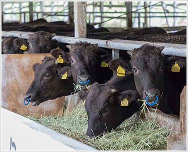 たくさんの牛と肥育施設