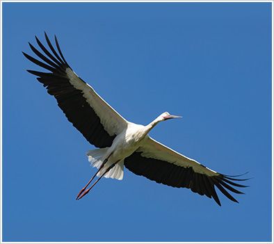 「コウノトリ」