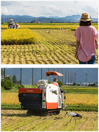 田んぼ・コウノトリ・コンバイン