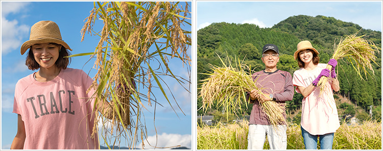 稲刈りの手刈り風景