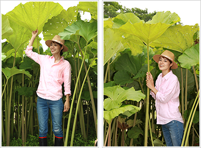 螺湾地区のフキだけが巨大化する理由