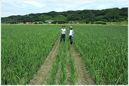 見渡す限りのタマネギ畑
