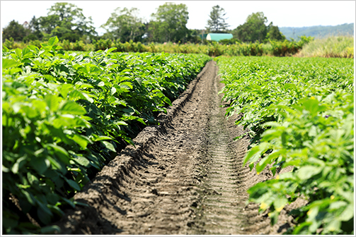 青々と茂るジャガイモ畑