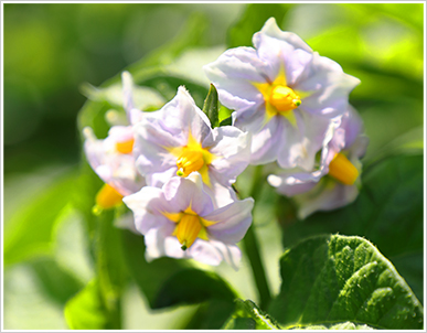 ジャガイモの花