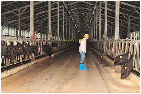畜産小屋を見学する川瀬良子