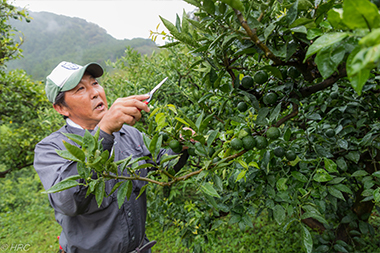 すだちは見た目の美しさも大切なポイントです。