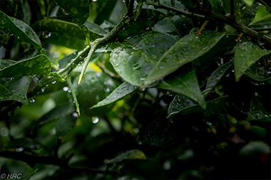 すだちの木の枝には、長くてするどいトゲが