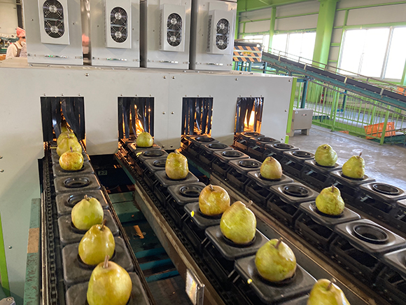 そこを大量のラ・フランスが何列にも連なって流れるように移動していきます。